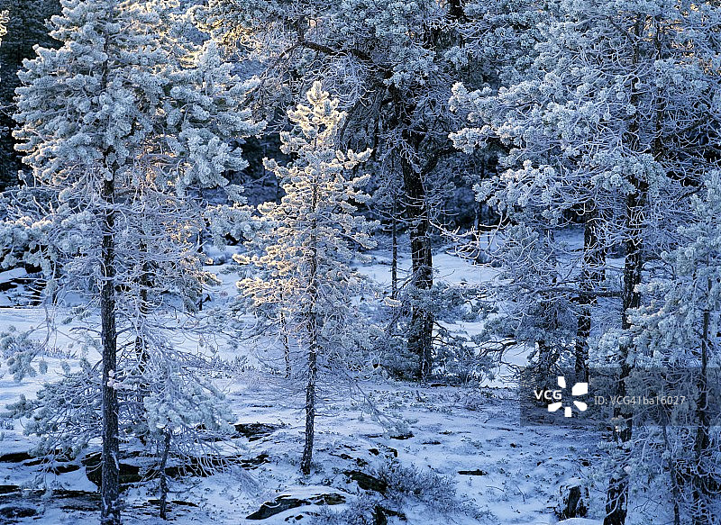覆盖着霜冻的松树（松属），高角度视图图片素材