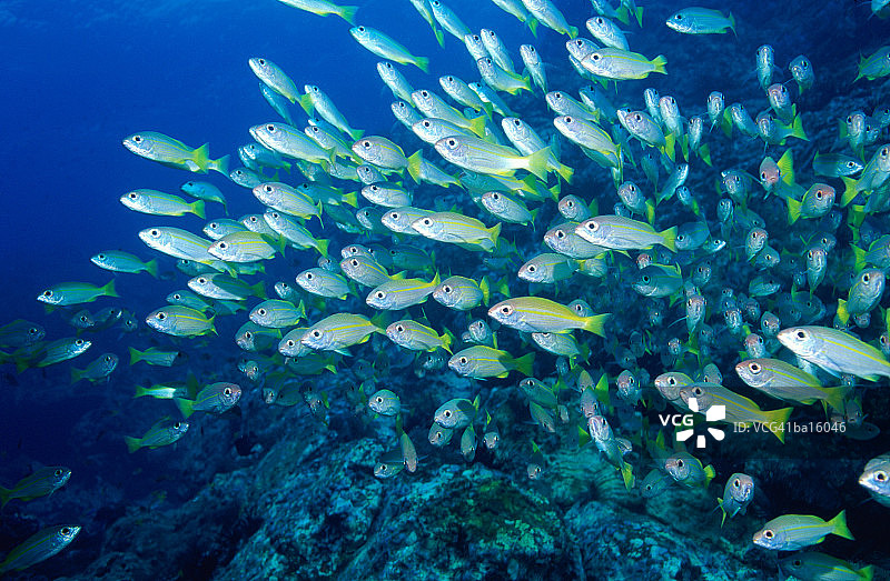 双斑笛鲷鱼群图片素材