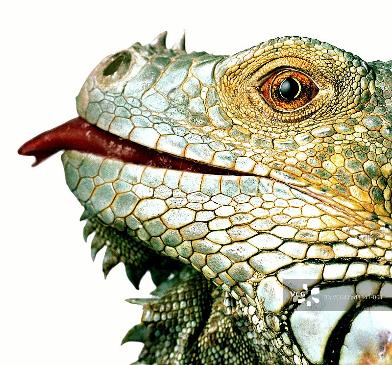 伸出舌头的普通鬣蜥（Iguana iguana）特写图片素材