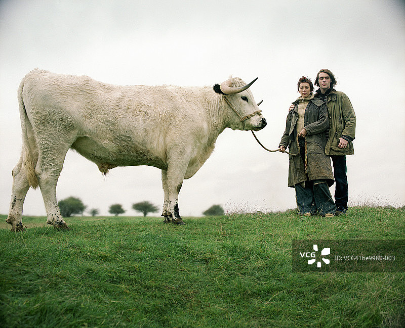 在田野里的年轻夫妇，女人用绳子牵着公牛图片素材
