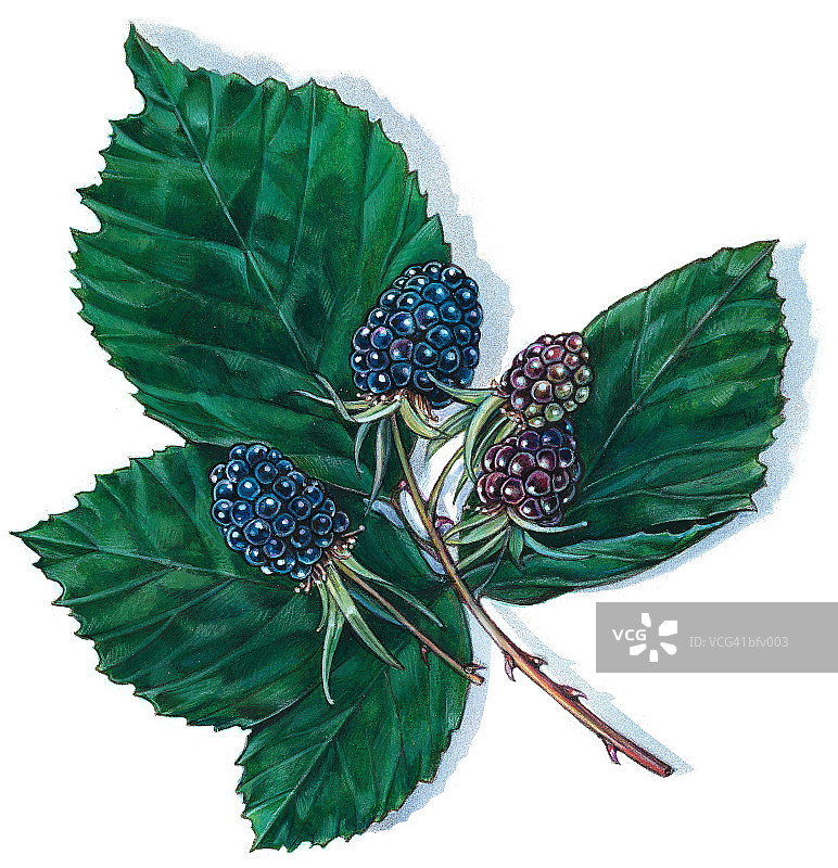 黑莓图片素材