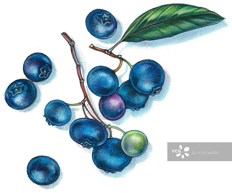 蓝莓图片素材