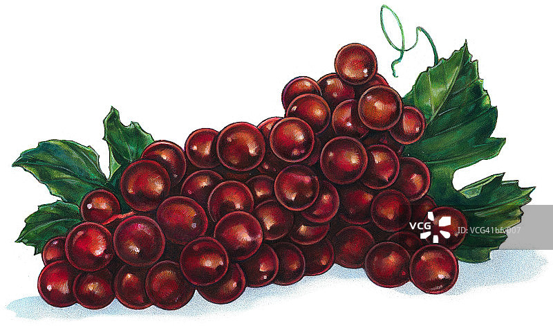 红葡萄图片素材