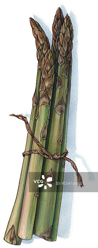 芦笋束图片素材