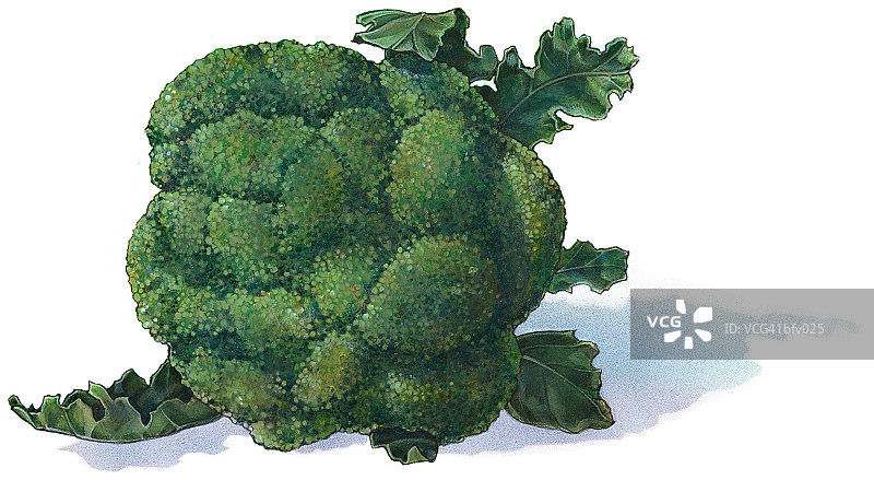 西兰花头部图片素材