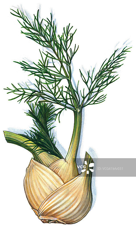 茴香球茎图片素材