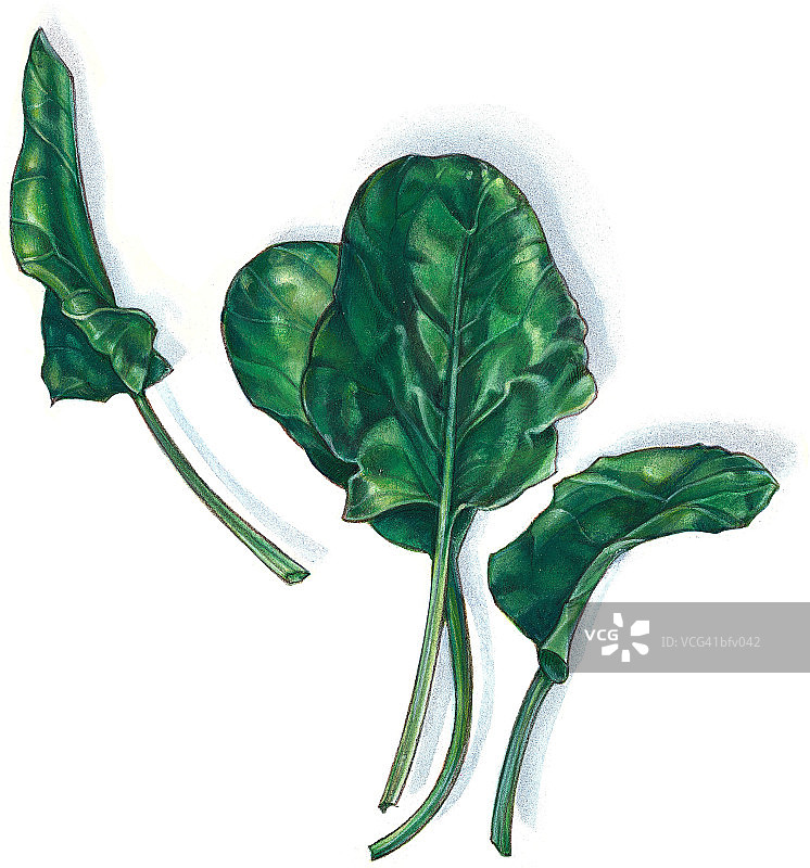 菠菜图片素材