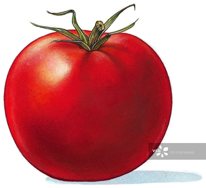 番茄图片素材