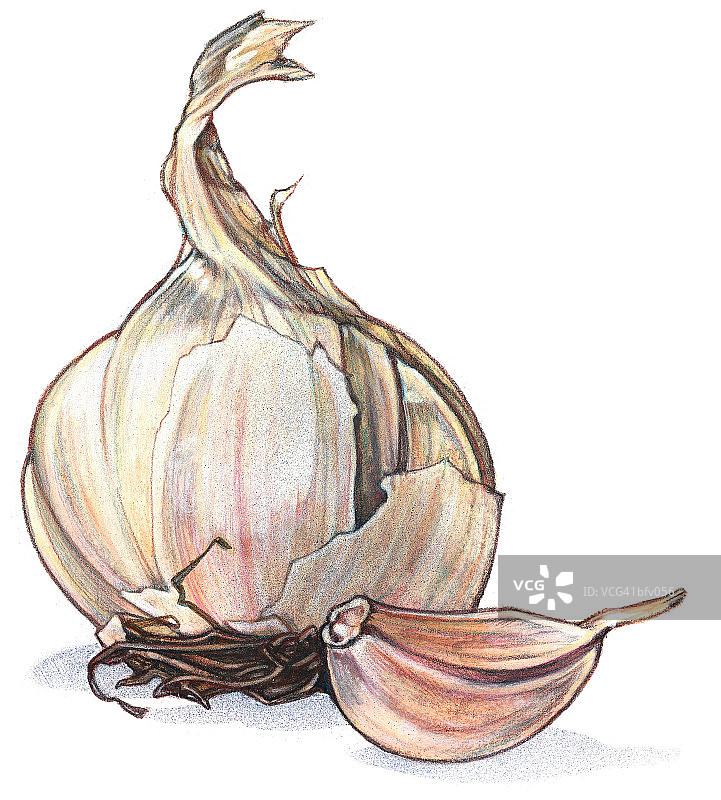 蒜头图片素材