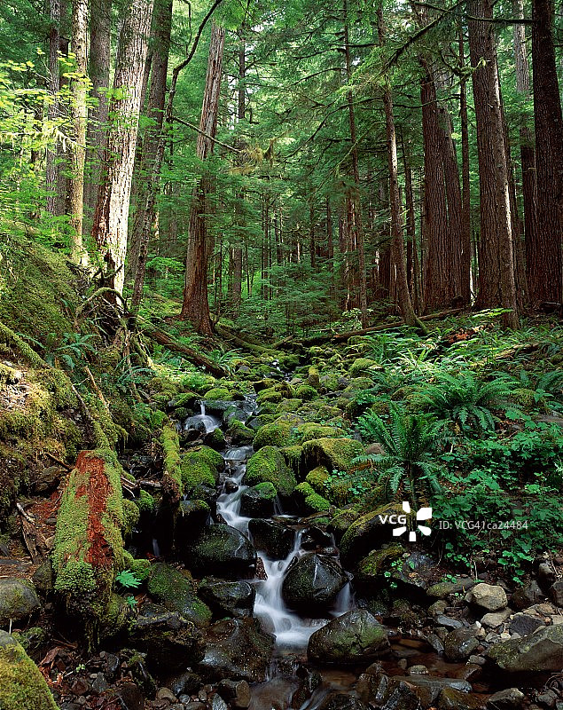 温带雨林图片素材