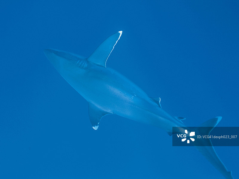 加勒比礁鲨图片素材