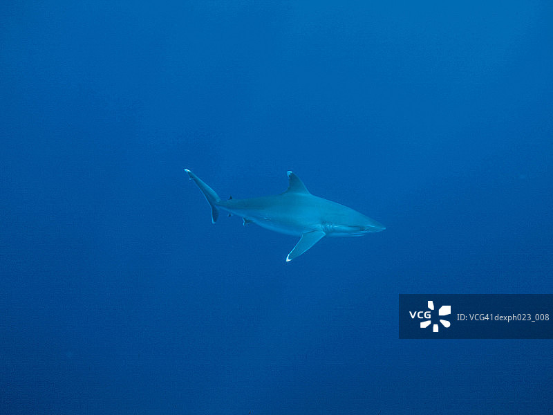 加勒比礁鲨图片素材