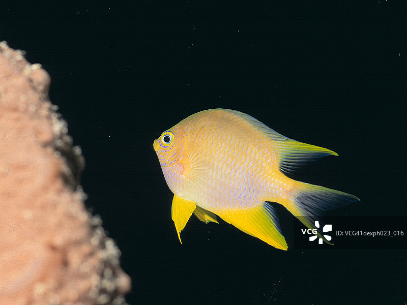 金色雀鲷图片素材