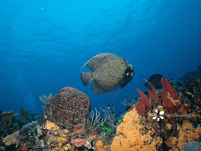法国神仙鱼图片素材
