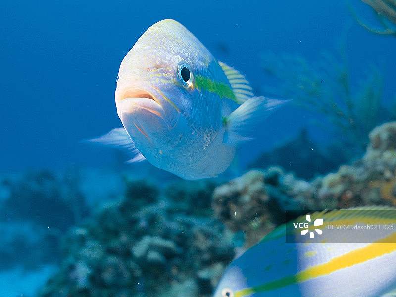 黄尾笛鲷图片素材