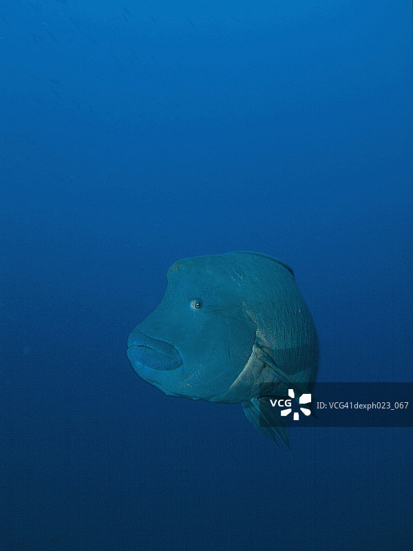 拿破仑隆头鱼图片素材