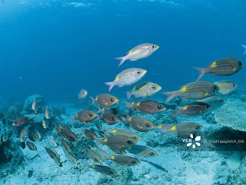 黄点鲷鱼群(Gnathodentex aurolineatus)图片素材