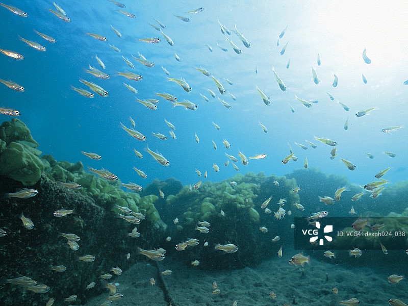 仙女鲈鱼和珊瑚礁图片素材