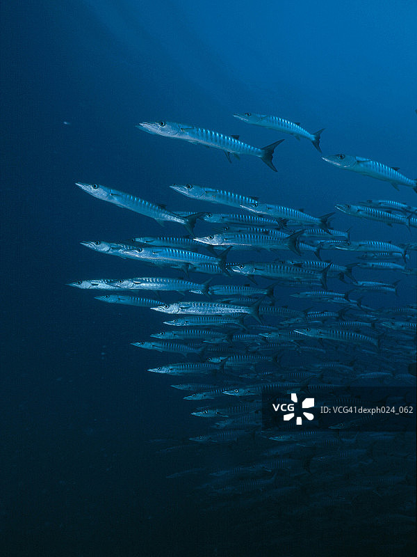 锯齿 barracuda (Sphyraena putnamiae)图片素材