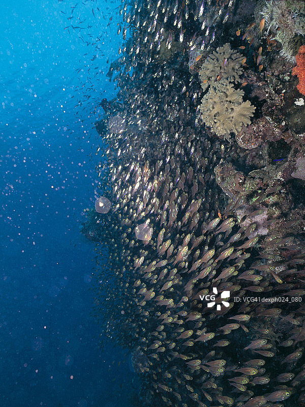仙女鲈鱼和珊瑚礁图片素材