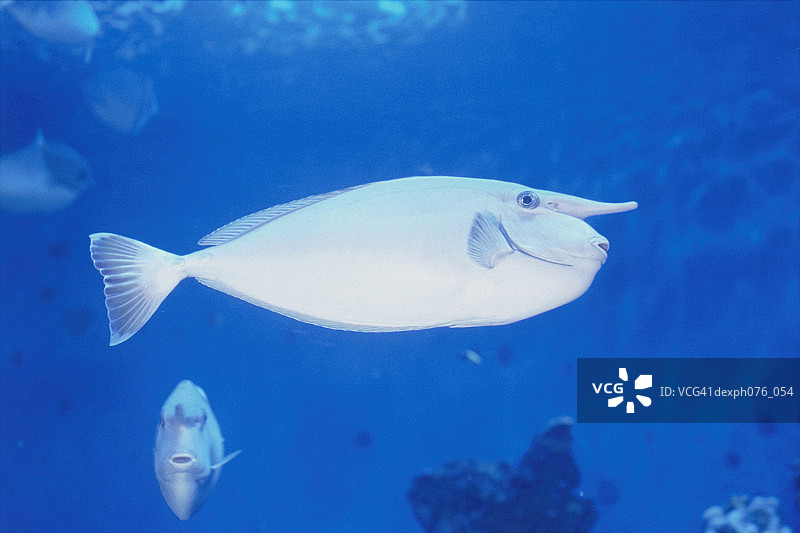 独角鱼图片素材