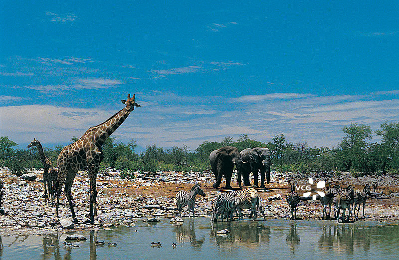 埃托沙水塘边的狩猎游戏图片素材