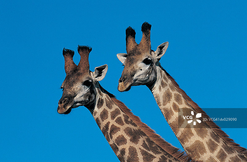 长颈鹿：一对长颈鹿的头部，位于伊塔拉禁猎区图片素材