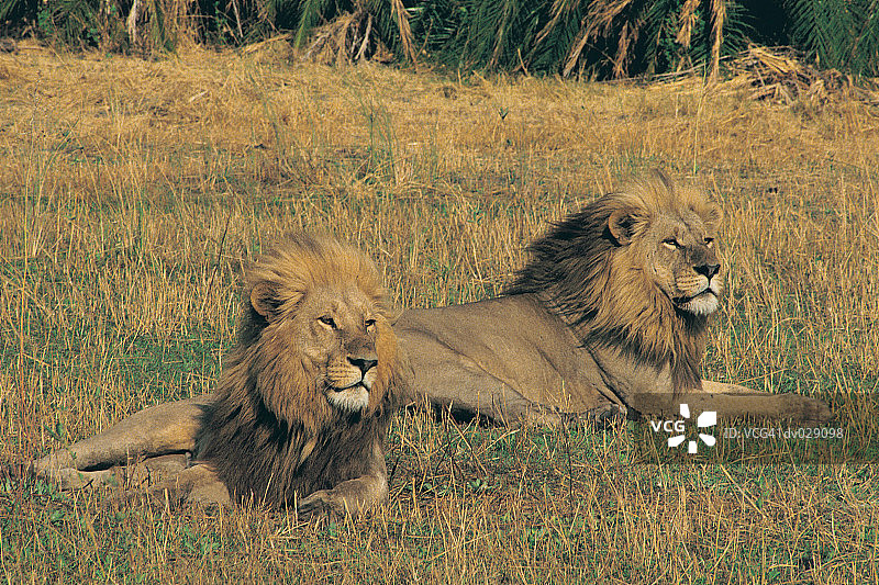 两只雄狮，博茨瓦纳奥卡万戈三角洲图片素材