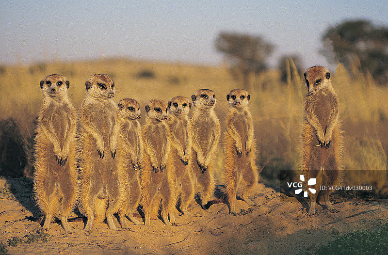 卡拉哈里沙漠的猫鼬图片素材
