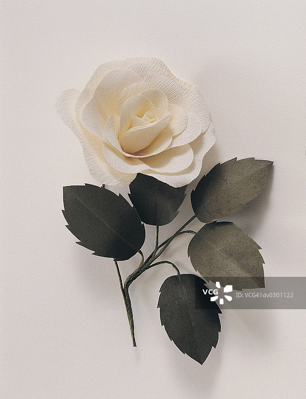 长杆玫瑰图片素材