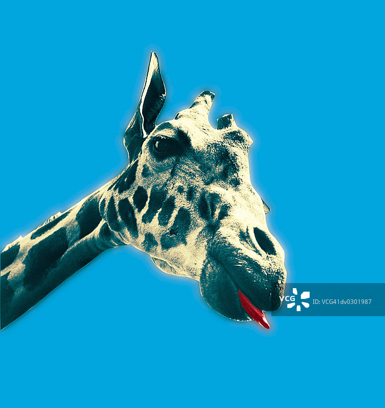 长颈鹿特写图片素材