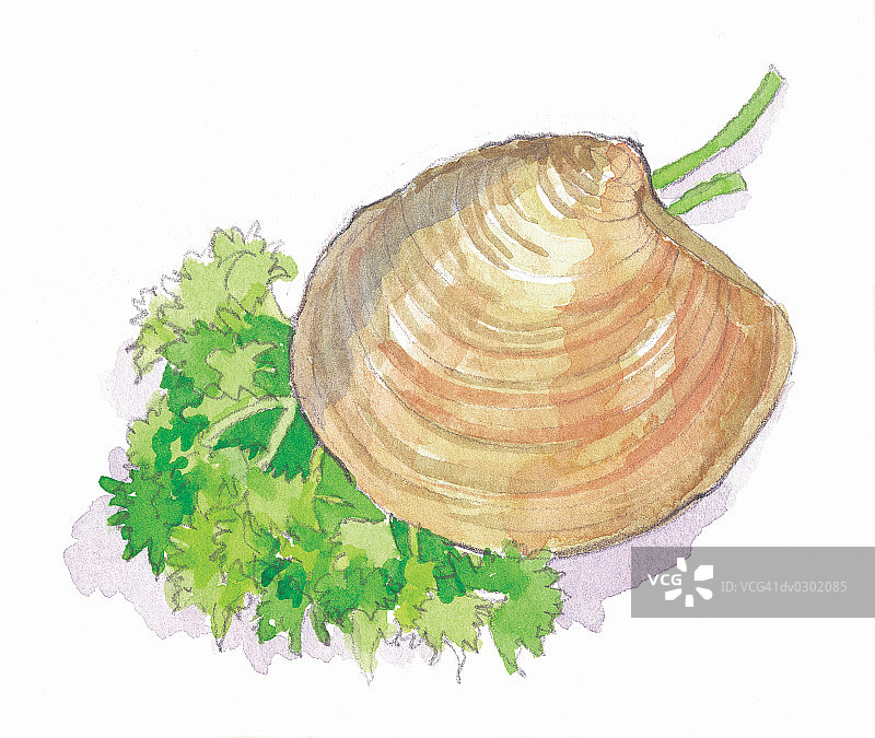 欧芹装饰的蛤蜊壳图片素材