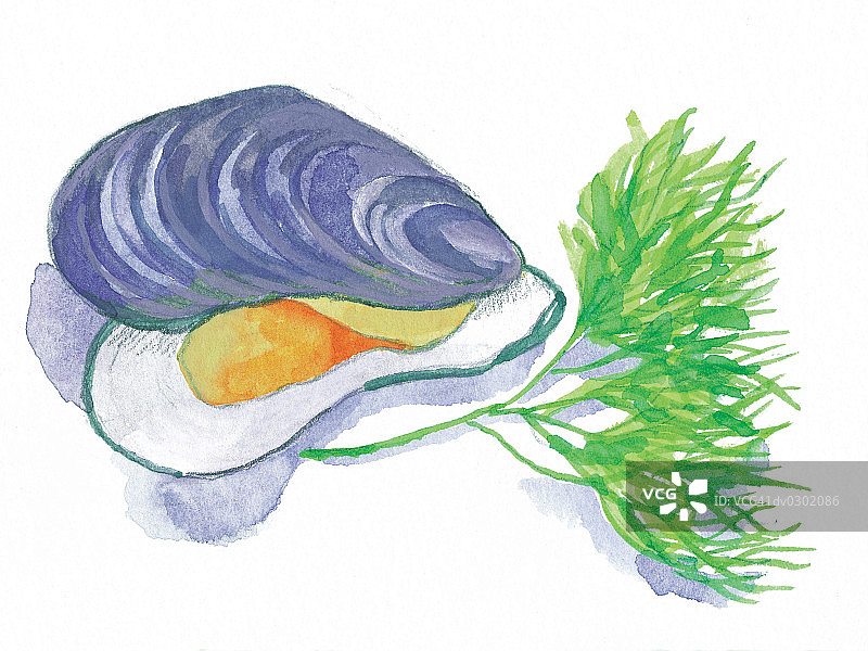 贻贝壳图片素材