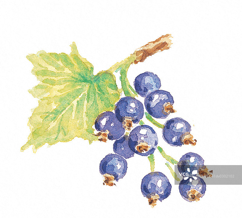 带叶子的黑醋栗图片素材