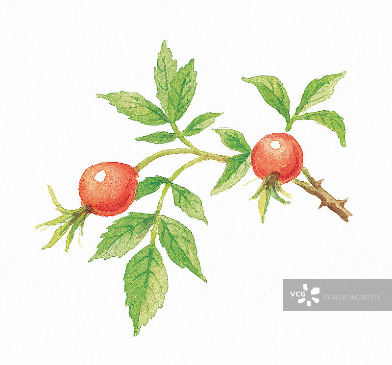 玫瑰果的茎图片素材