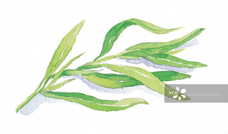 龙蒿枝图片素材