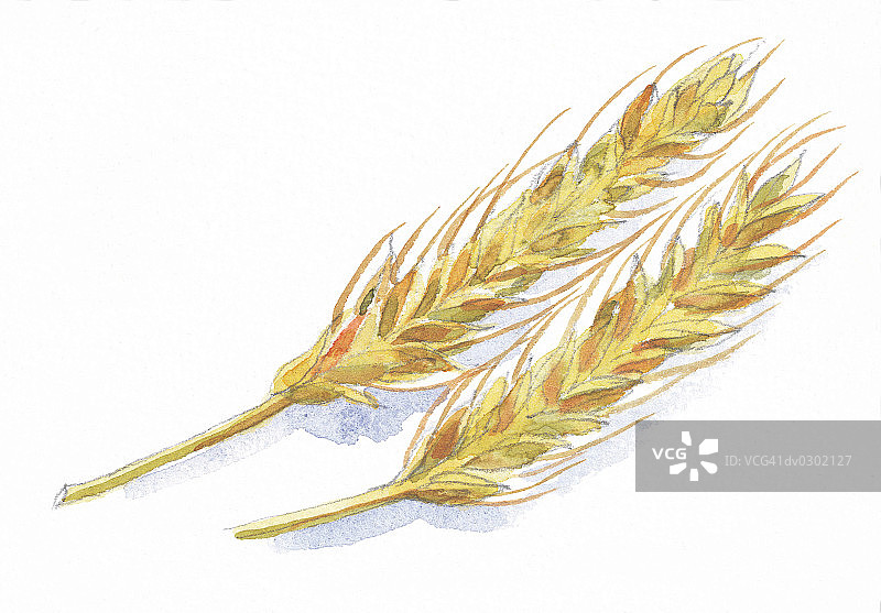 小麦枝图片素材