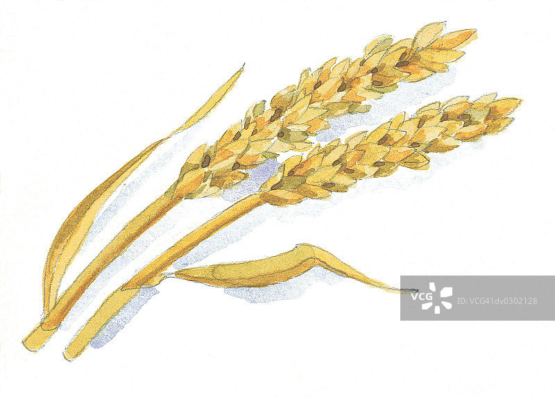 大麦秆图片素材