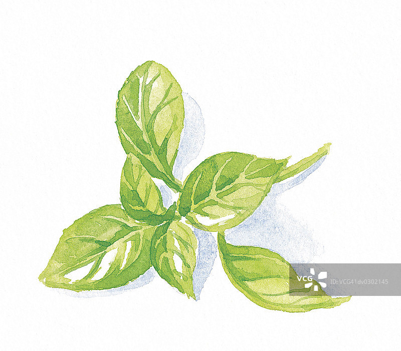 罗勒枝条图片素材