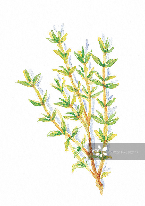 百里香嫩枝图片素材