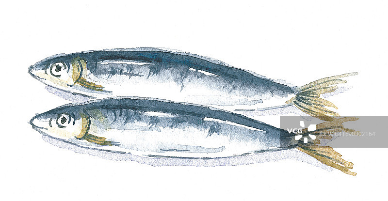 一对沙丁鱼图片素材