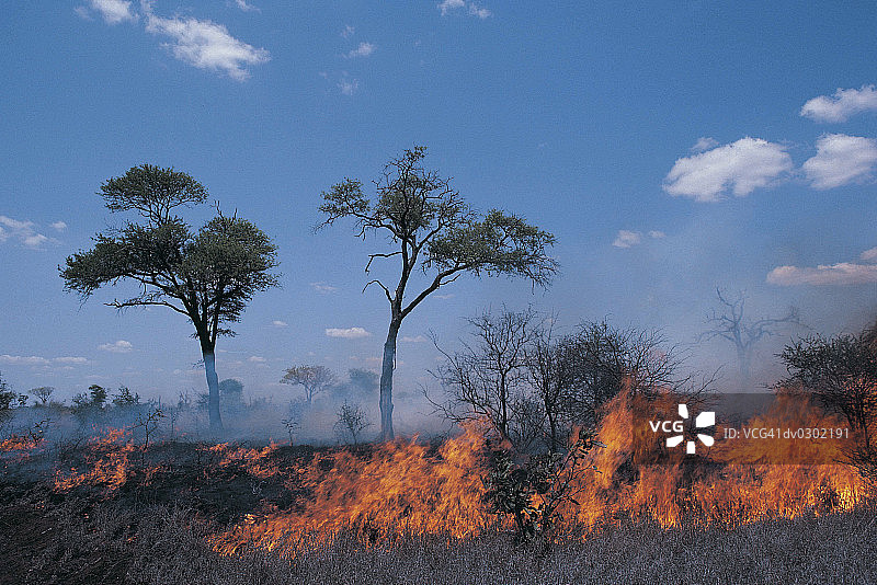 森林大火图片素材