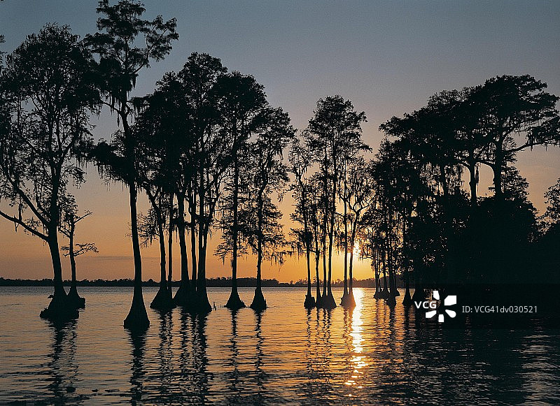 佛罗里达州柏树花园日落时的柏树图片素材