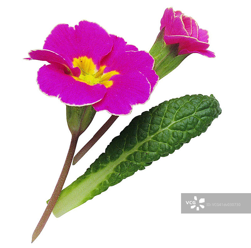 报春花图片素材
