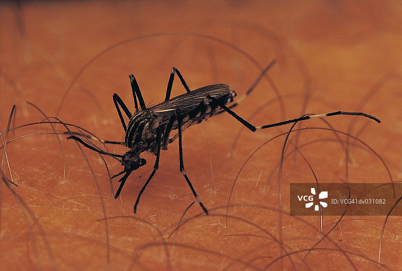 伊蚊种类，南非图片素材