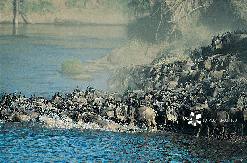 角马迁徙，横渡肯尼亚马赛马拉的河流图片素材