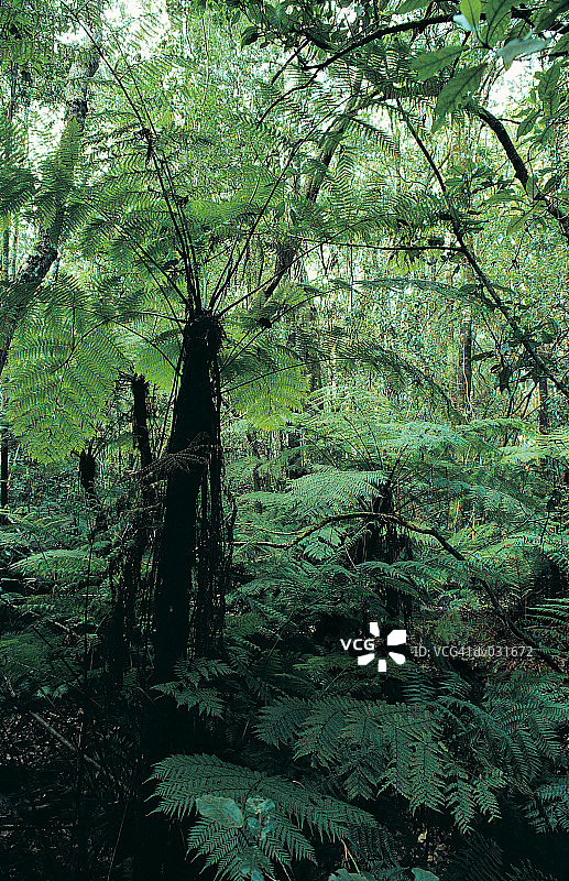 南非齐齐卡马国家公园的树蕨图片素材