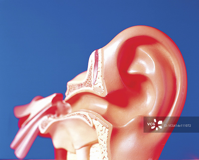 外耳和内耳模型图片素材