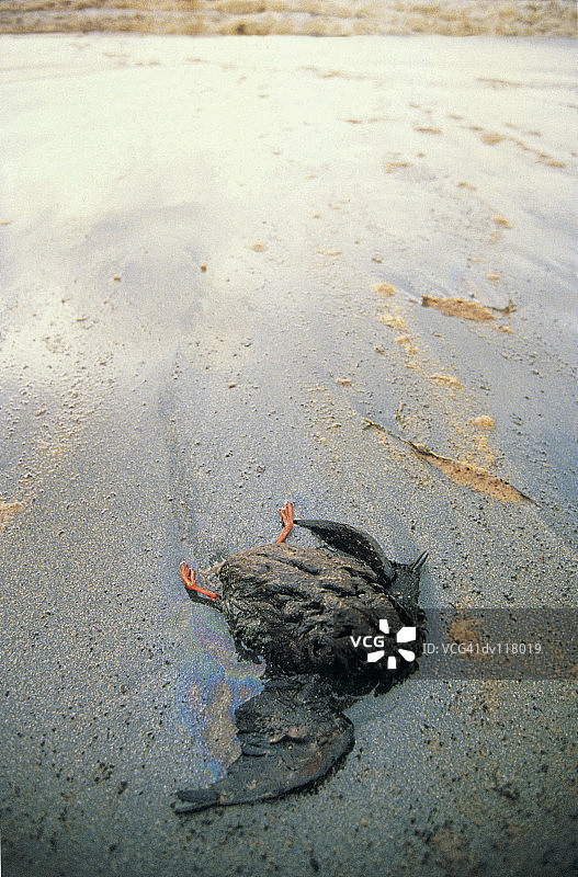 在布雷尔漏油事故后冲到设得兰群岛苏格兰海滩上的鸟图片素材