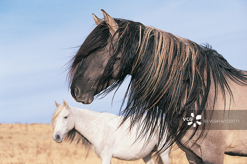 美国怀俄明州西班牙野马侧面图图片素材